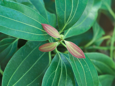 Cinnamon leaf oil